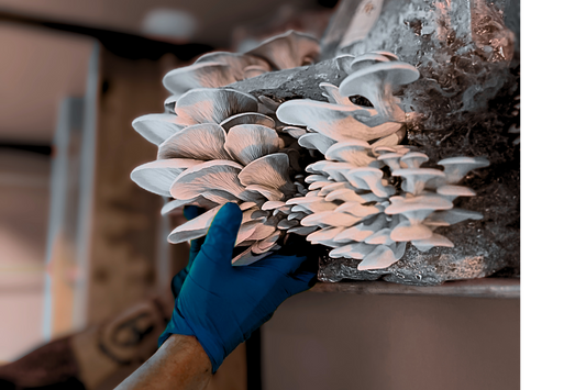 Fresh Oyster Mushrooms