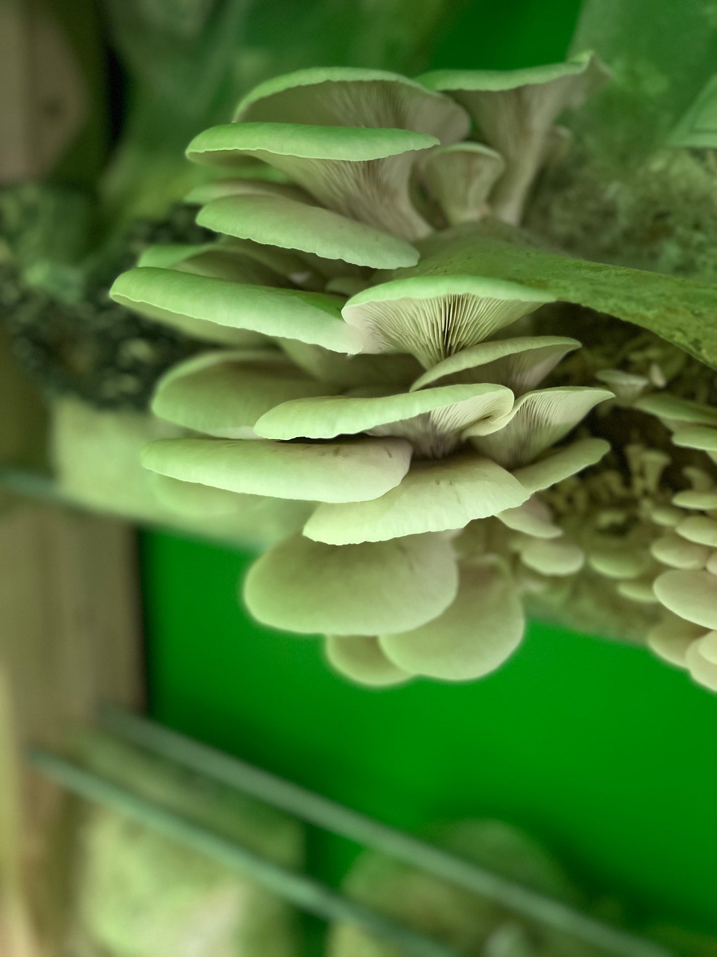 Fresh Oyster Mushrooms