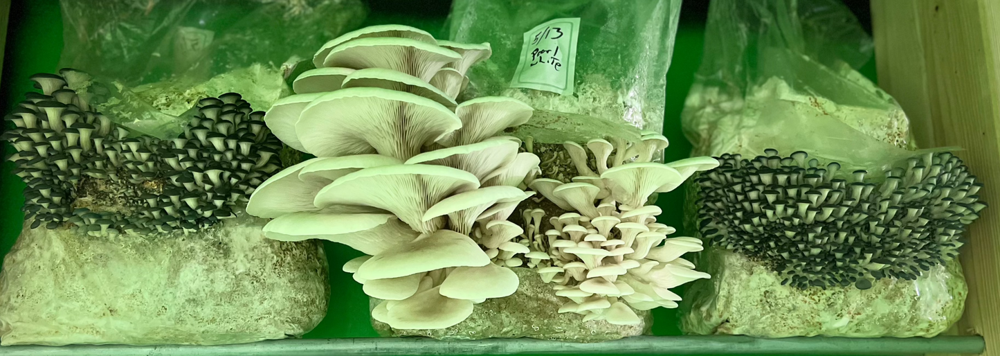Fresh Oyster Mushrooms