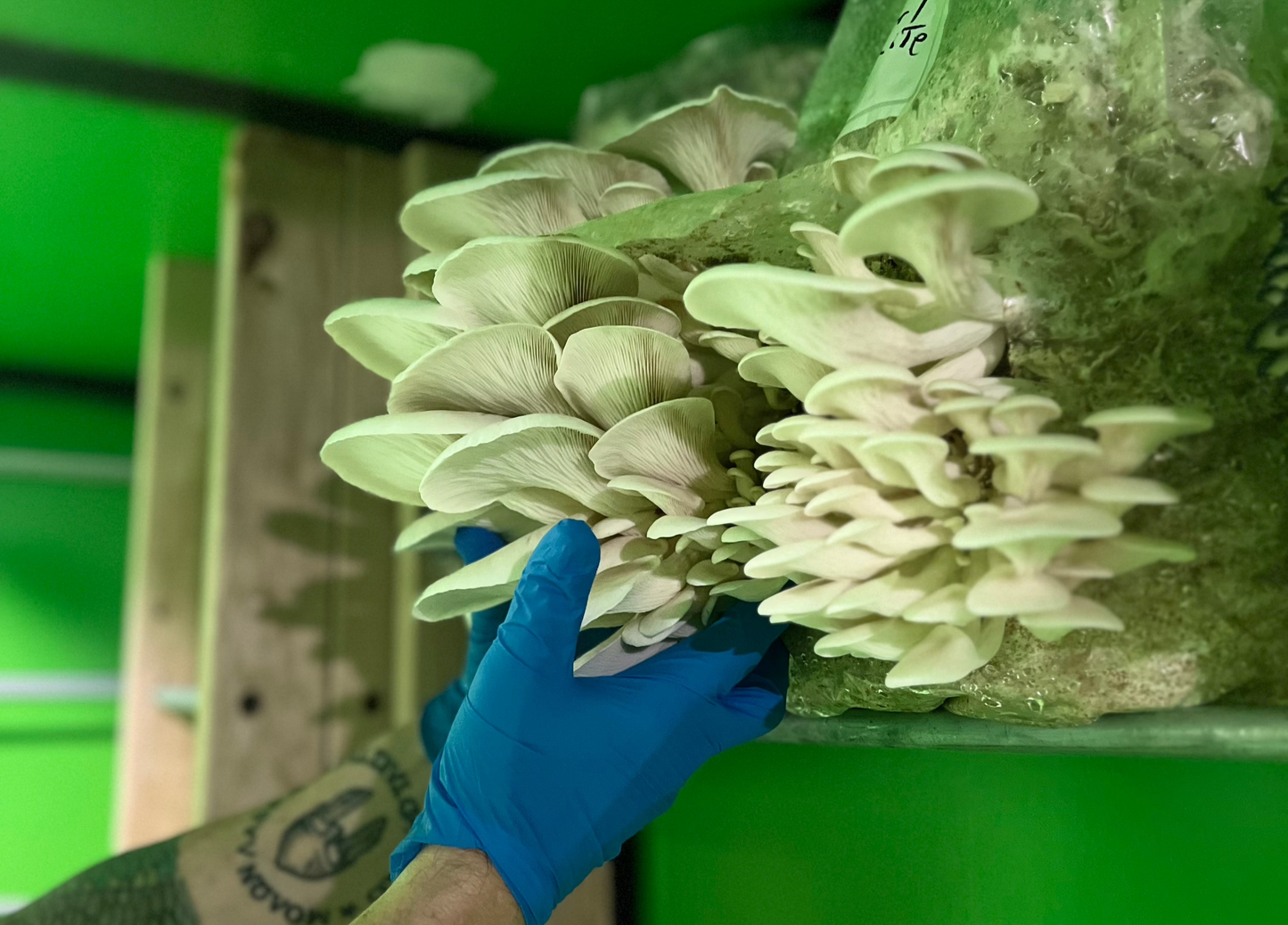 Fresh Oyster Mushrooms